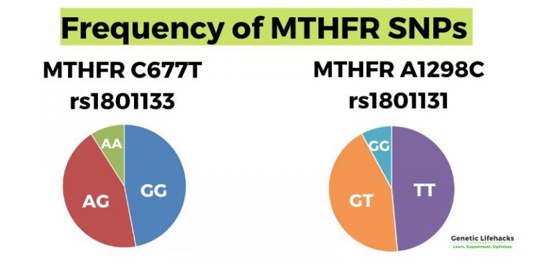 Mthfr Mutation What Is It How To Check Your Raw Data