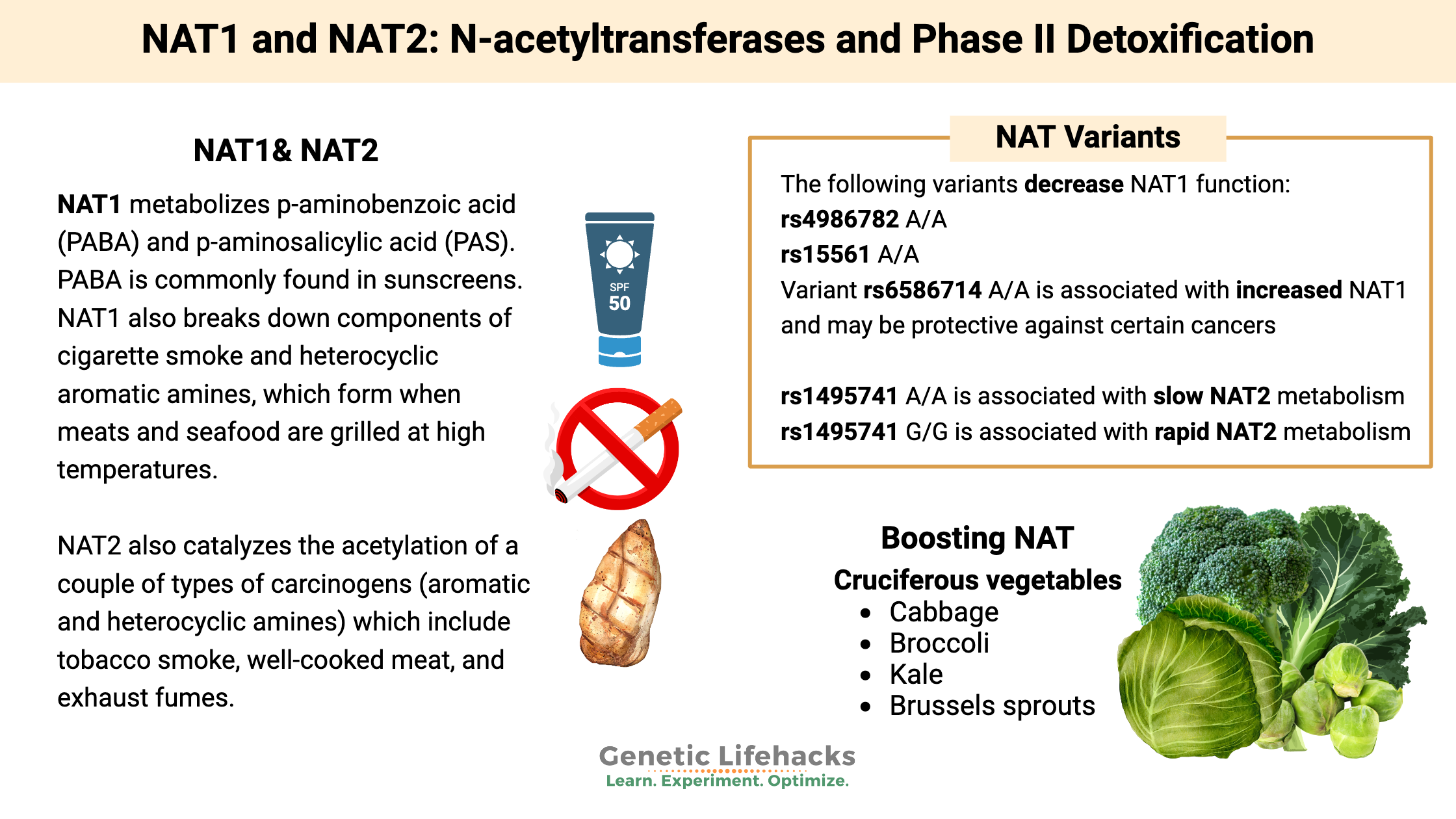 NAT1 and NAT2: N-acetyltransferases and Phase II Detoxification, toxins metabolized by NAT, Boosting NAT