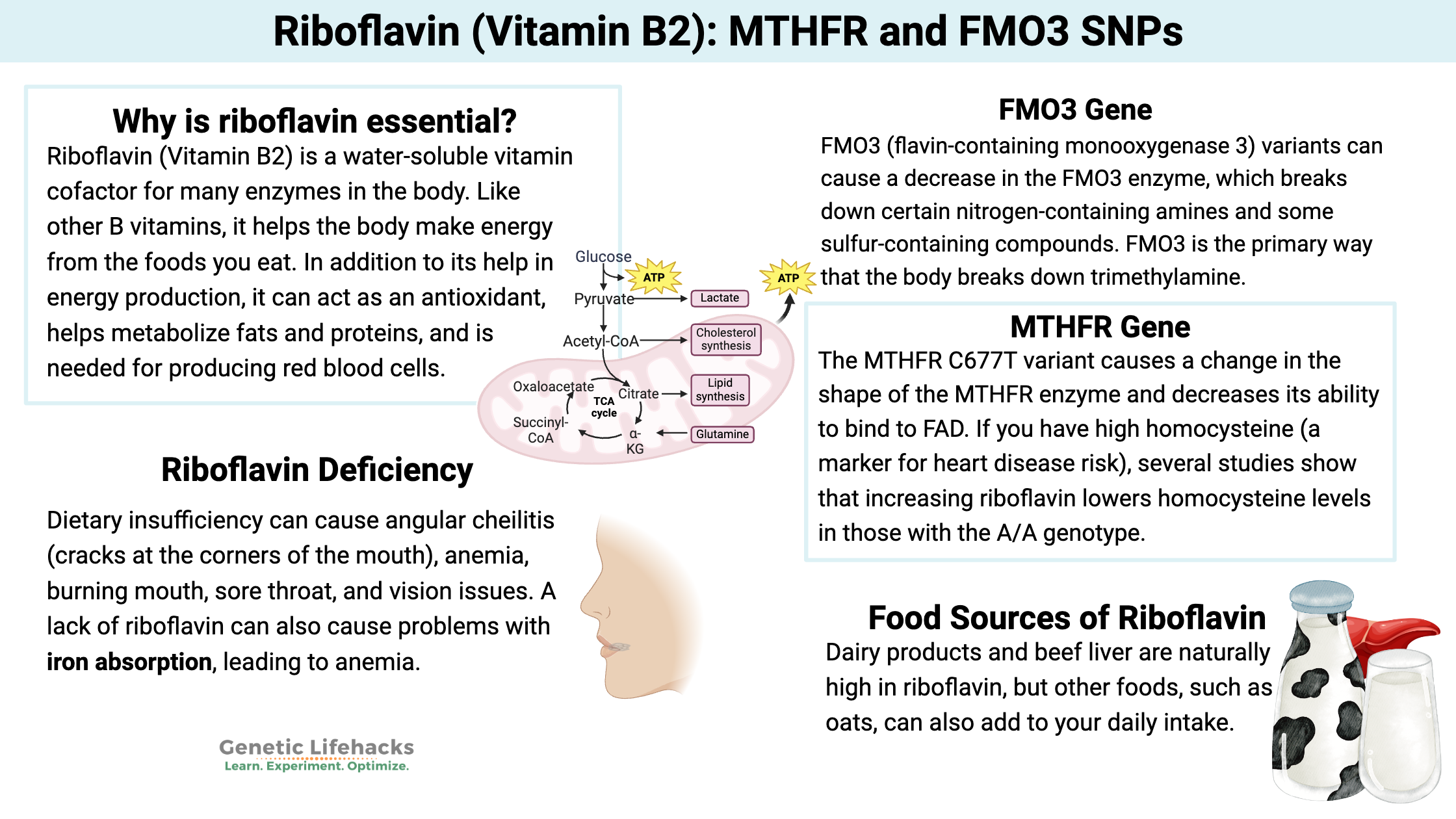 Riboflavin (Vitamin B2): MTHFR and FMO3 SNPs