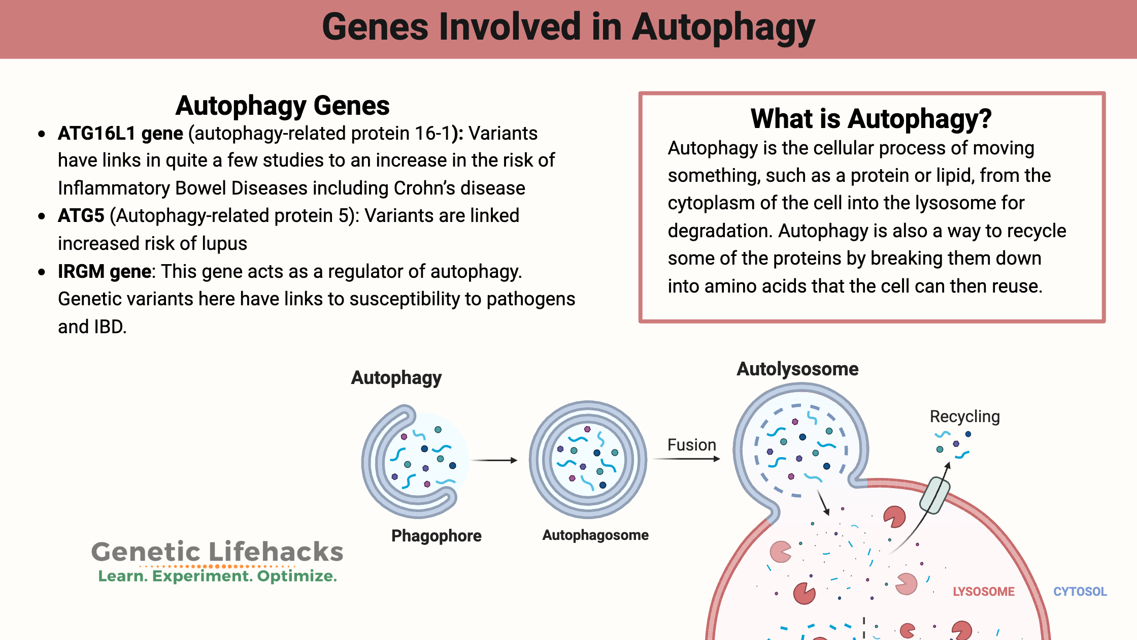 Genes Involved in Autophagy