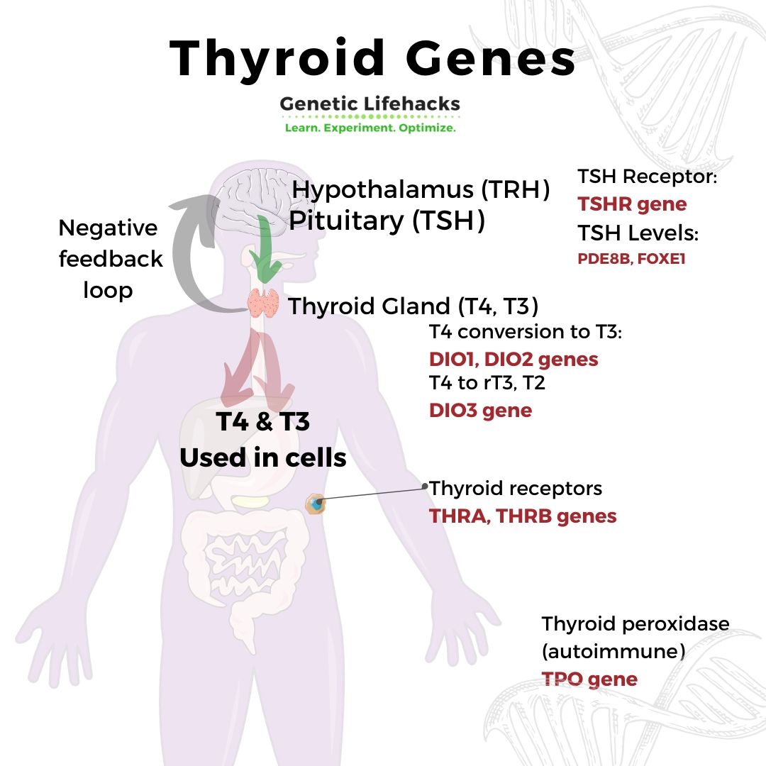 Thyroid Deficiency Causes Genetics