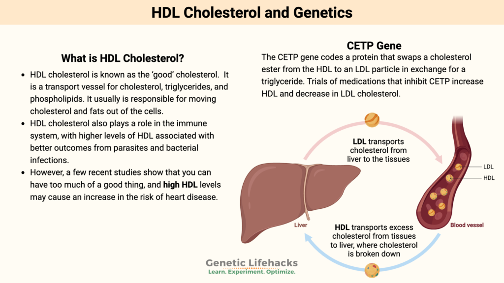 HDL Cholesterol and Genetics, CETP Gene