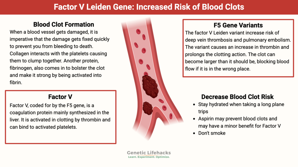 Factor V Leiden (F5 Gene) variant, blood clot risk, deep vein thrombosis