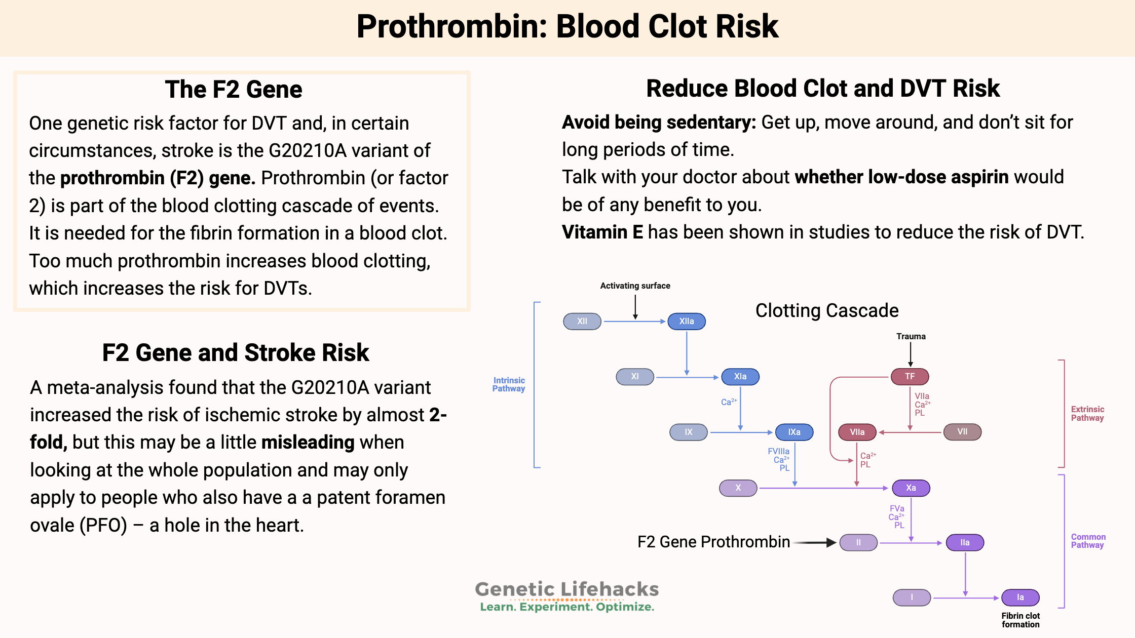 F2 Gene Prothrombin: Blood Clot Risk, clotting cascade