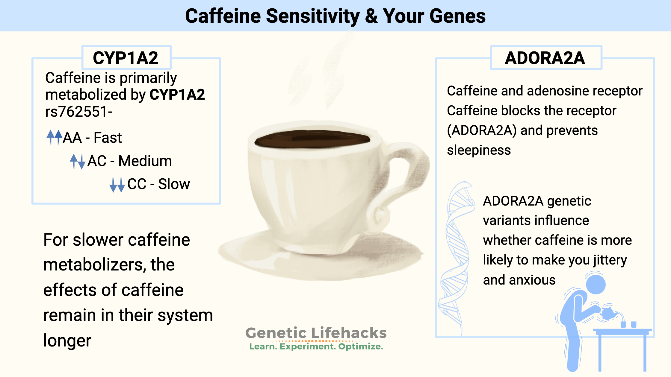 Caffeine sensitivity genetics, CYP1A2, ADORA2A