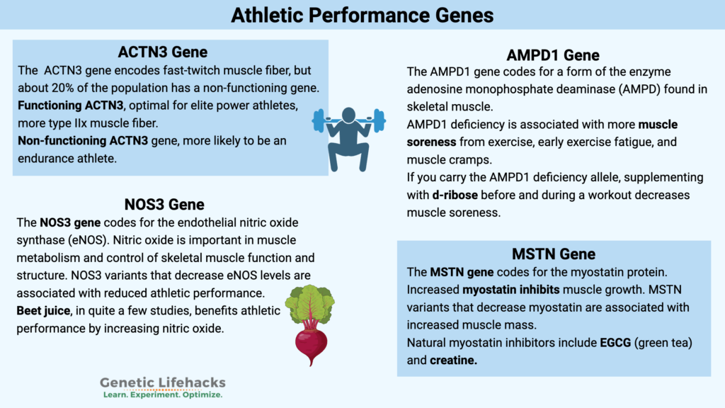 Genetic variants that affect athletic performance, AMPD1, ACTN3, NOS3, MSTN gene