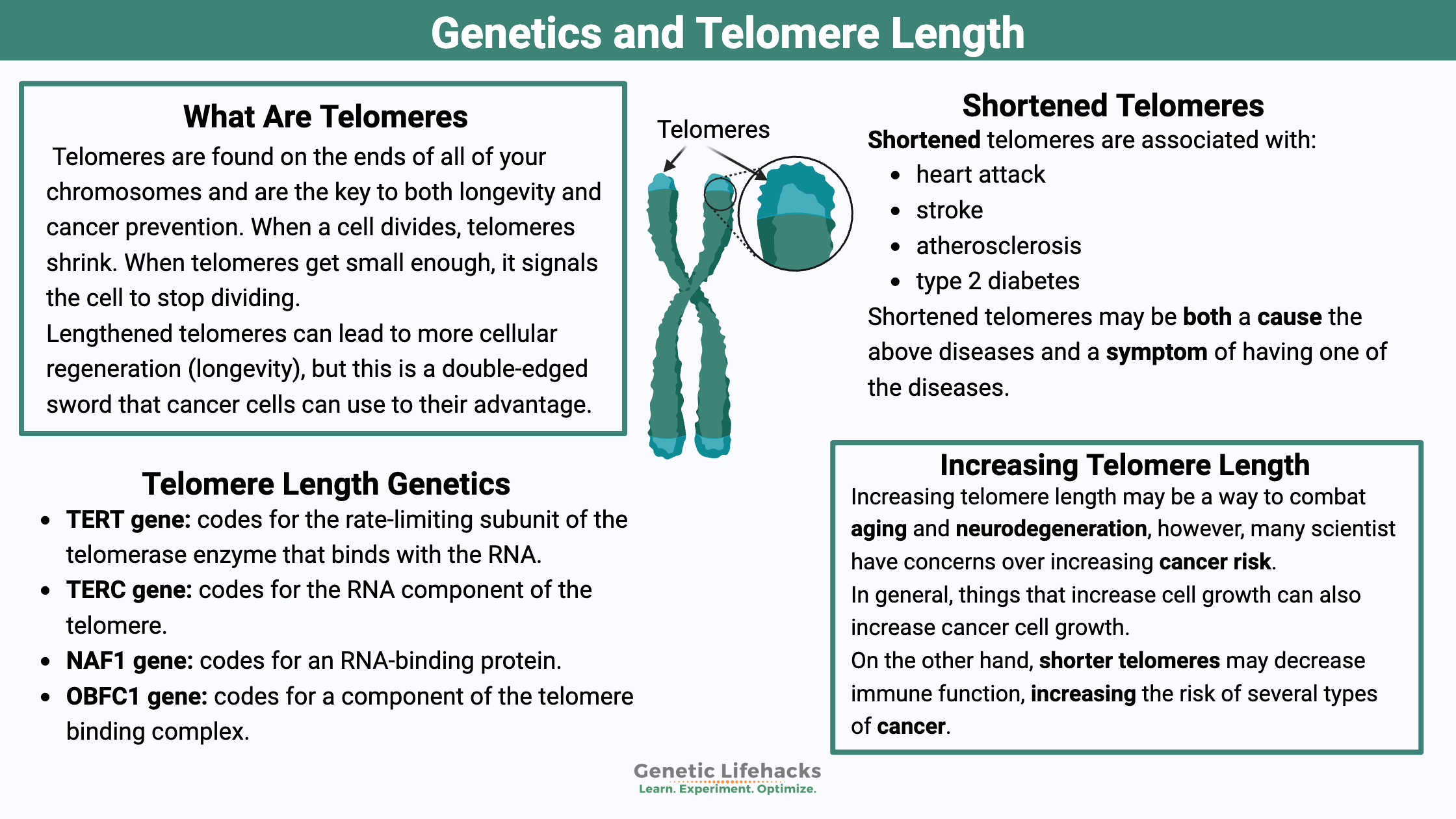 Genetics and Telomere Length, tradeoffs and benefits of longer telomeres