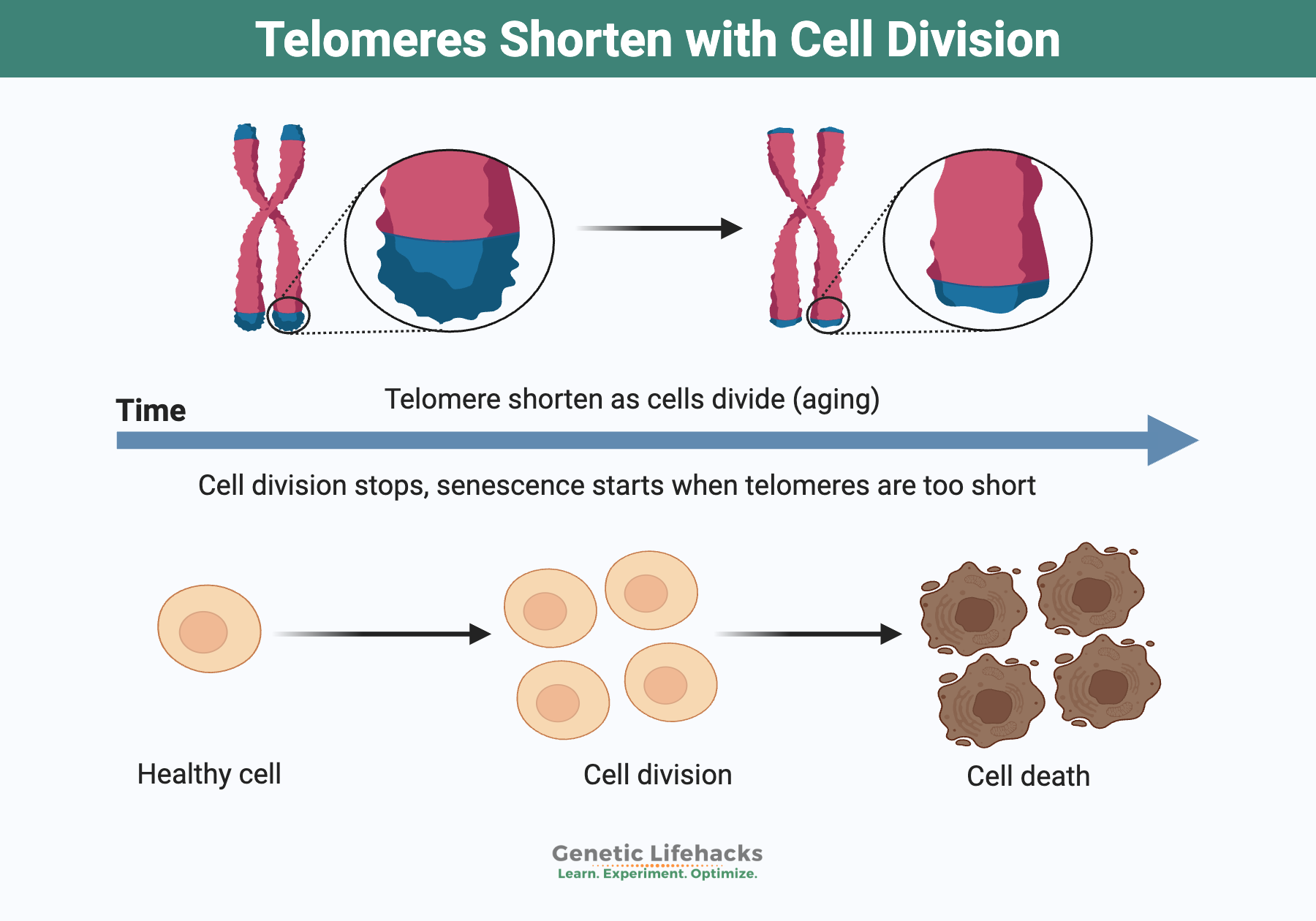 Telomeres Shorten with Cell Division