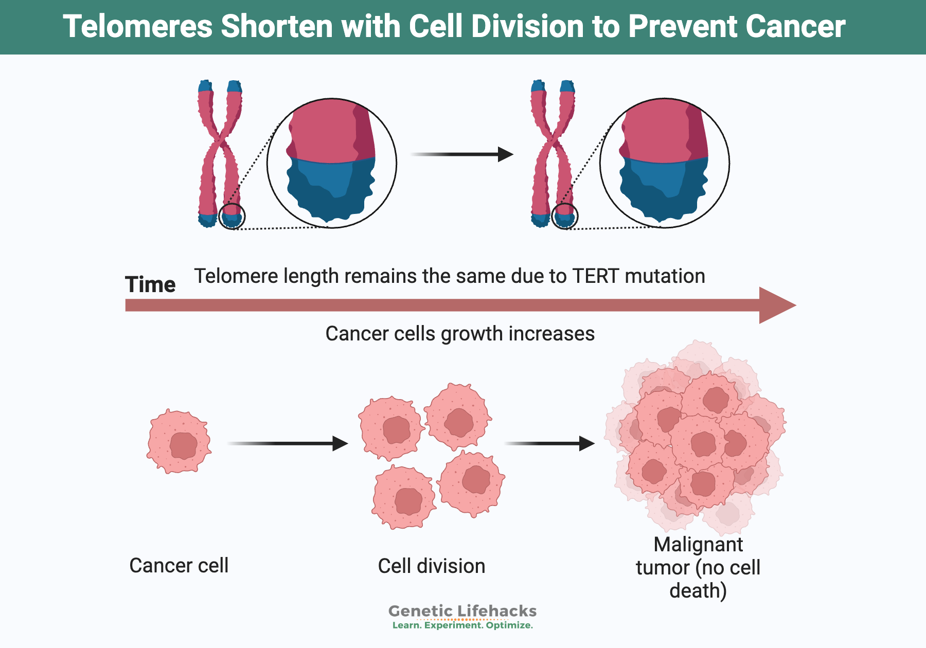 Telomeres Shorten with Cell Division to Prevent Cancer