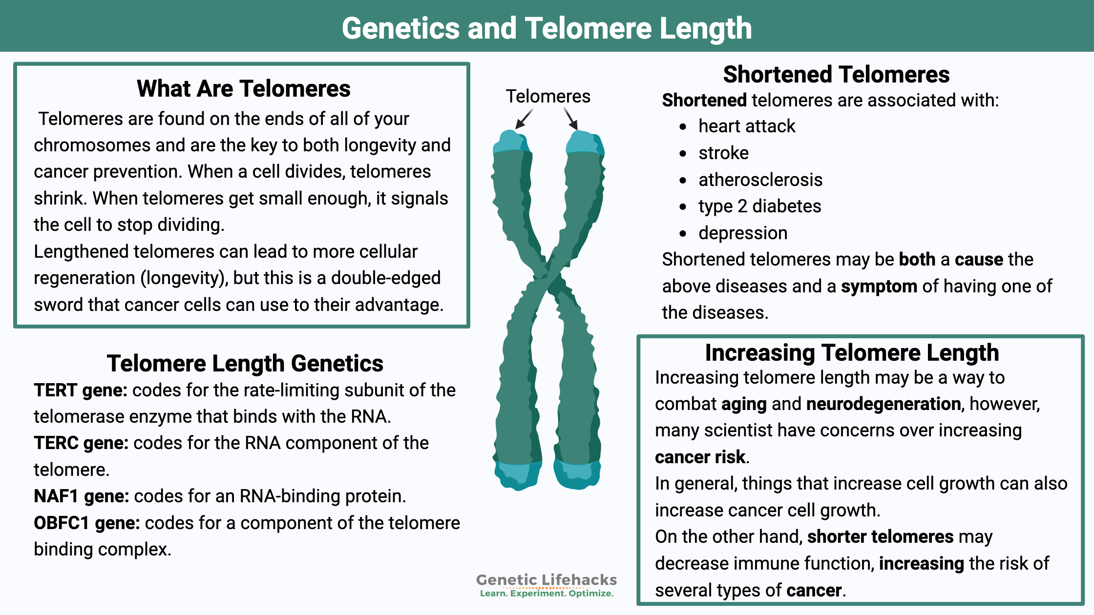 Genetics and Telomere Length, tradeoffs and benefits of longer telomeres