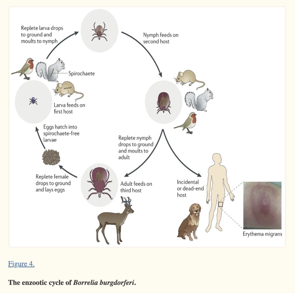 Chronic Lyme: Genetic Susceptibility- Genetic Lifehacks