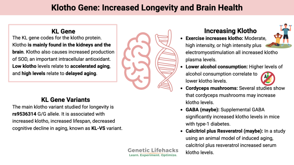 Klotho Gene: Anti-aging superpowers, brain health, increased longevity