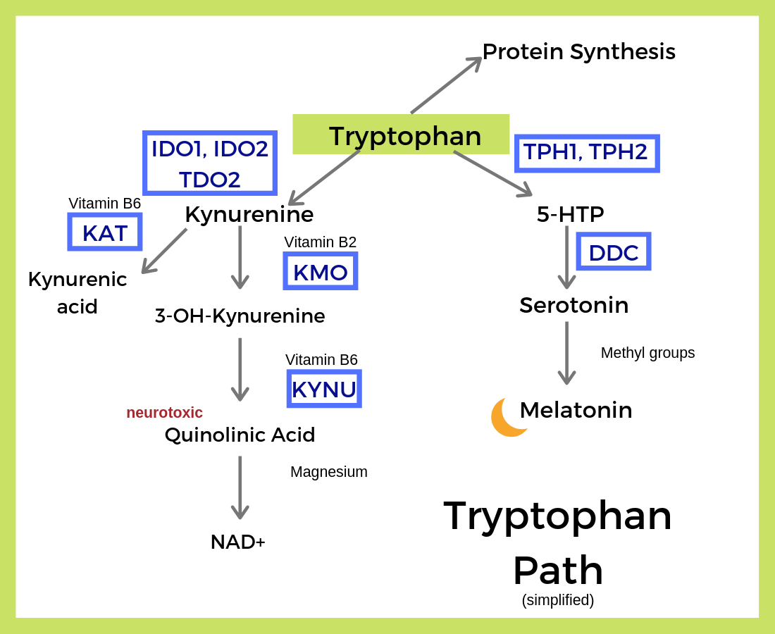 Tryptophan: Building Block For Serotonin And Melatonin - Genetic Lifehacks