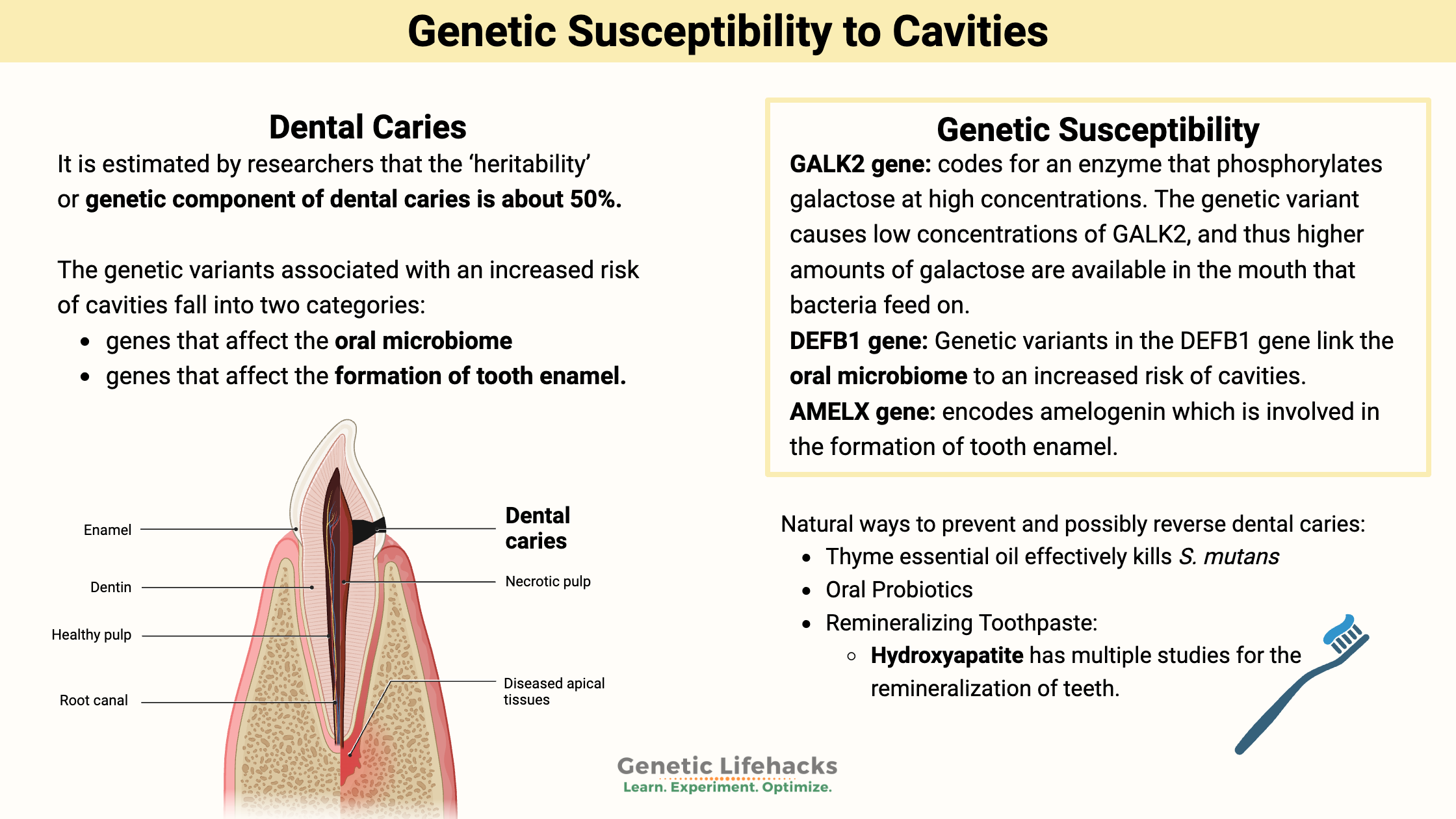 Genetic susceptibility cavities