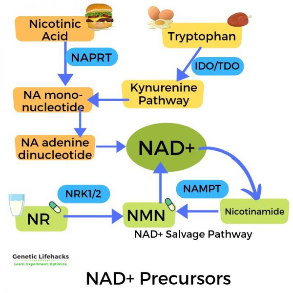 NAD+, NR, And NMN: Longevity And Genes