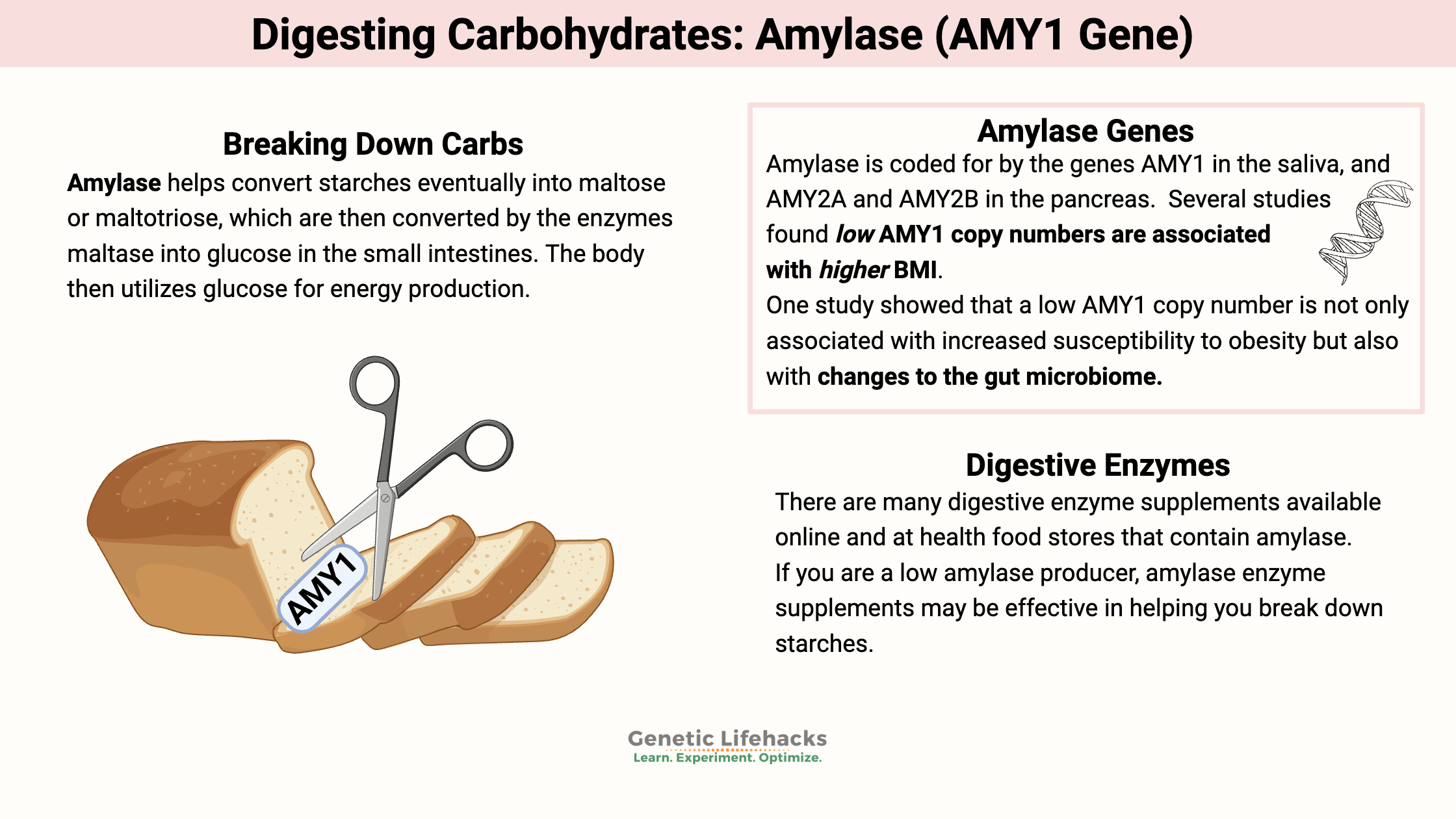 Digesting Carbohydrates: Amylase (AMY1 Gene)