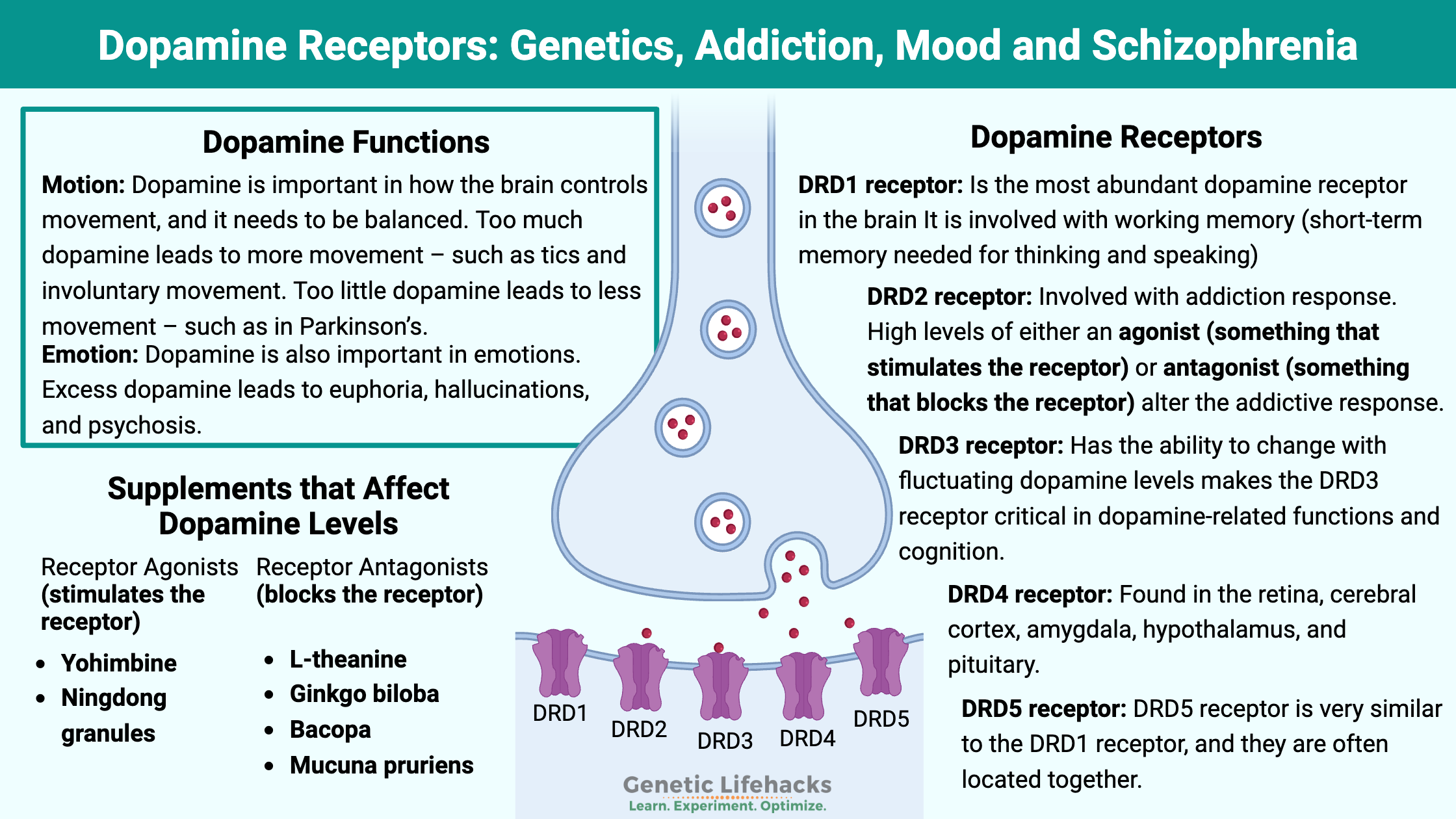 Dopamine receptors, natural Agonists and antagonist for dopamine