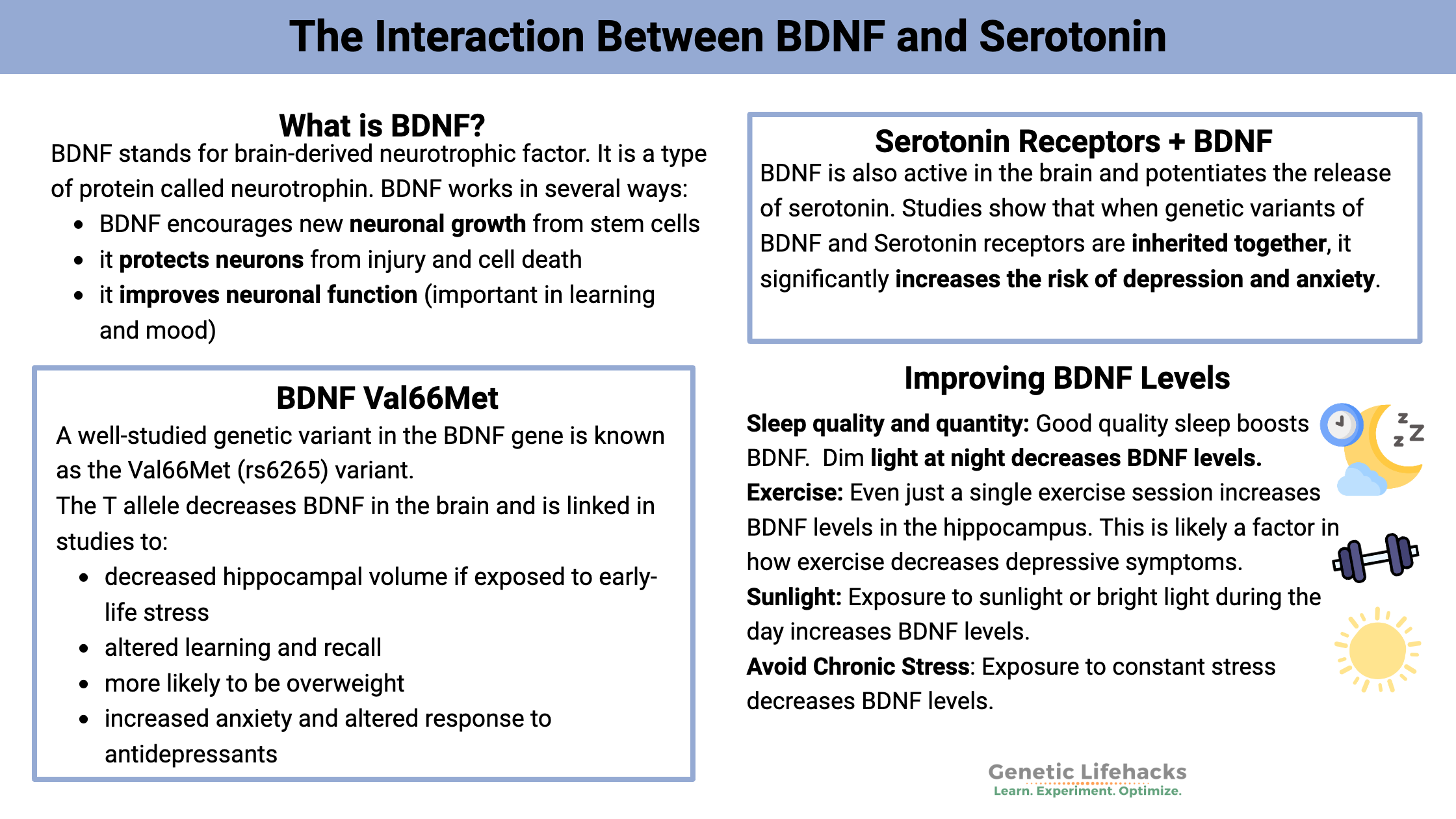 BDNF Val66Met, The Interaction Between BDNF and Serotonin