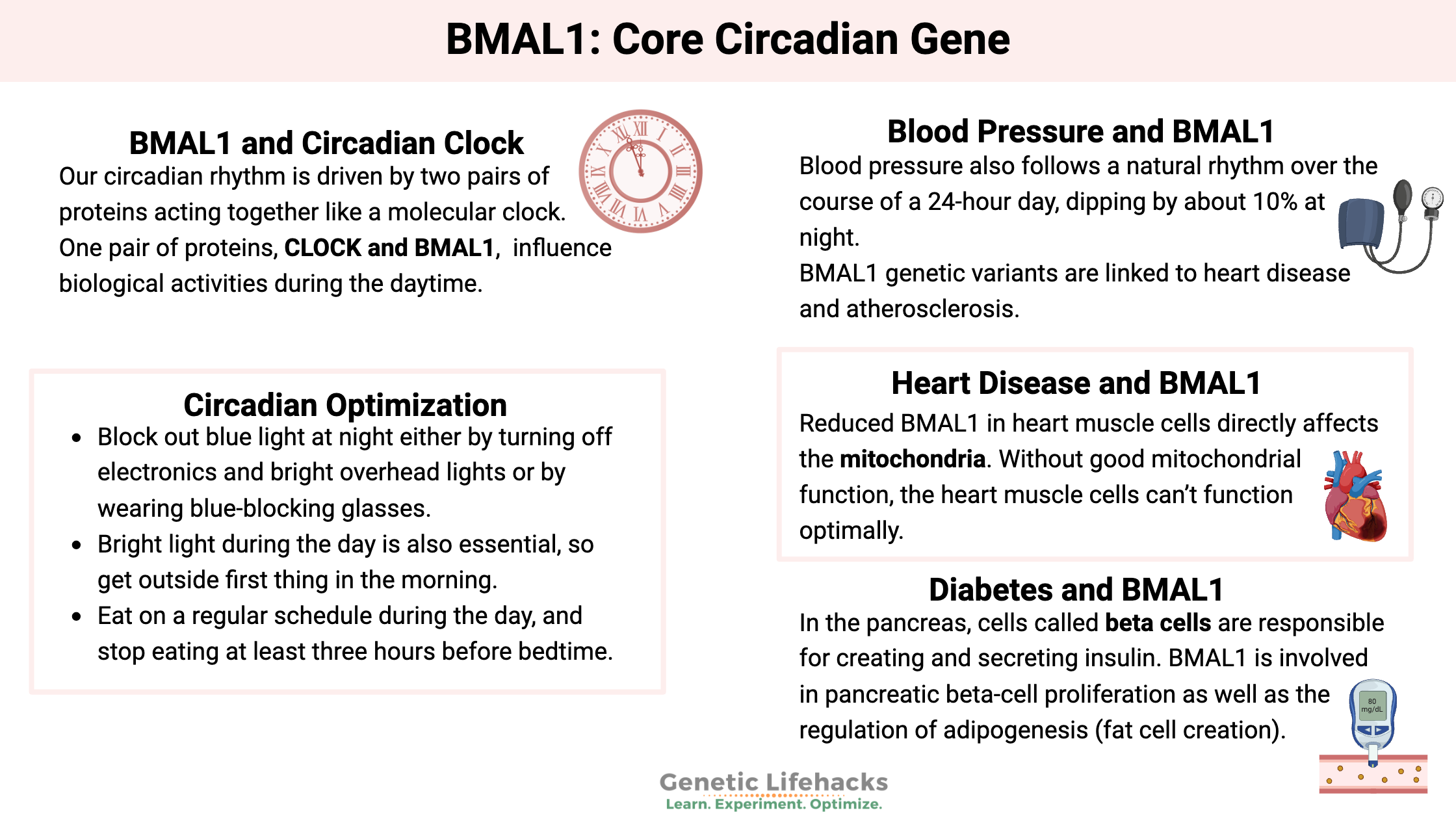 BMAL1: Core Circadian Gene