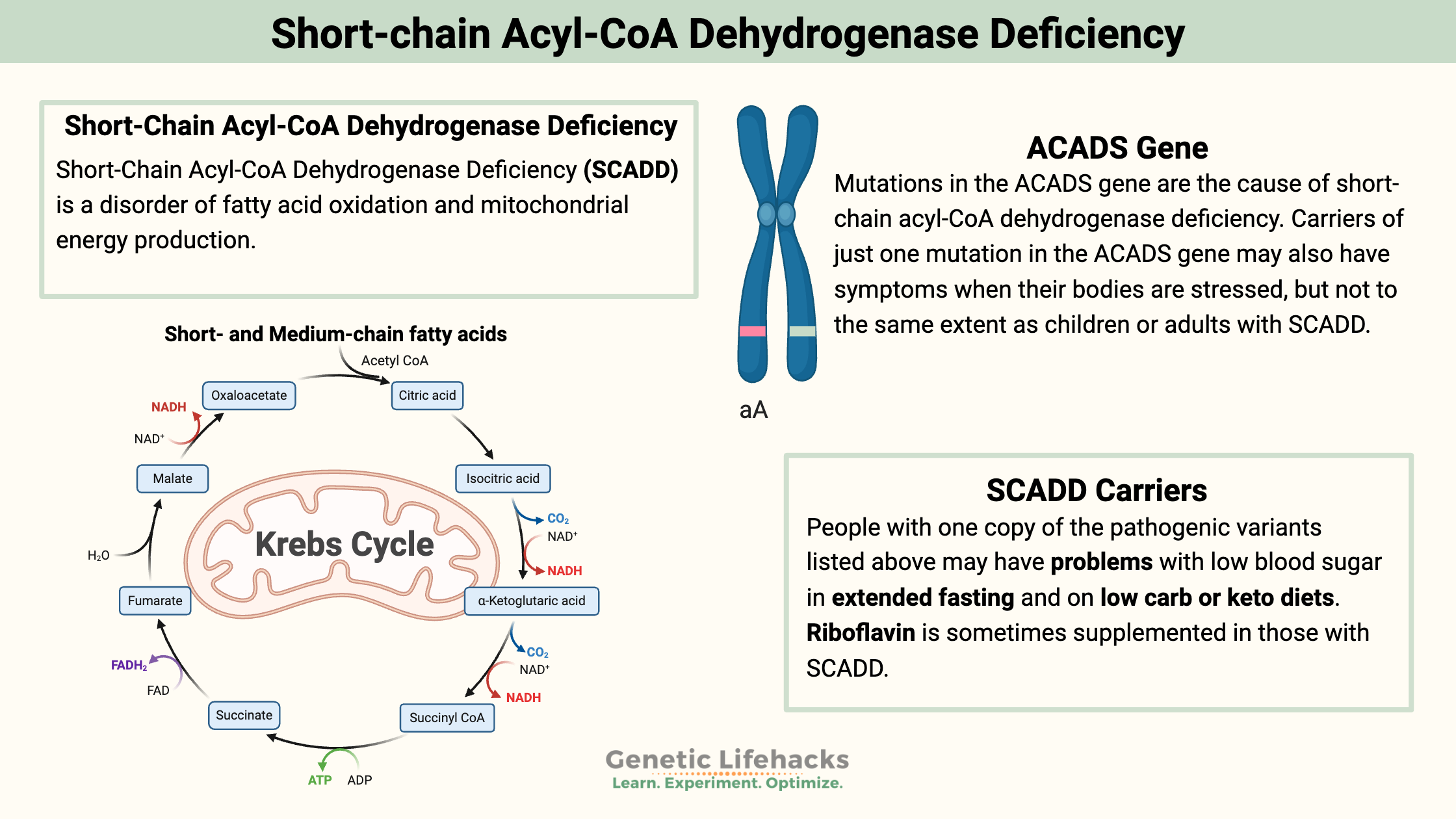 Short-chain Acyl-CoA Dehydrogenase Deficiency