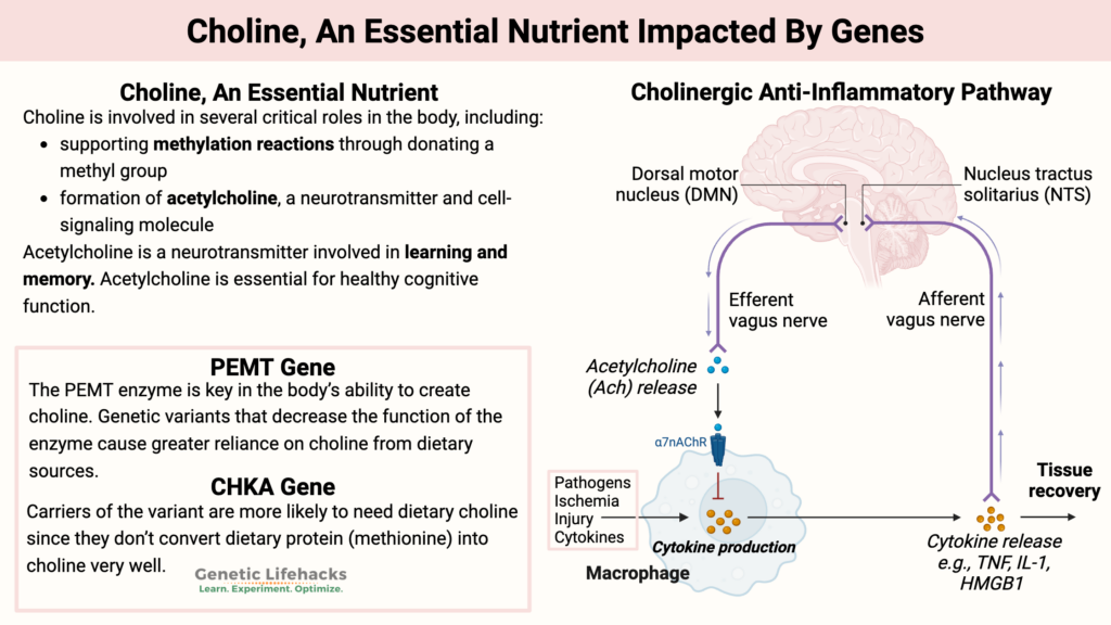 Choline, An Essential Nutrient Impacted By Genes, PEMT Gene variants and CHKA Gene, Cholinergic Anti-Inflammatory Pathway