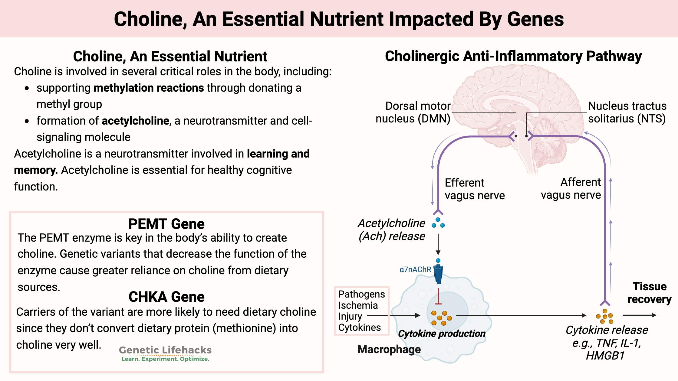 Choline, An Essential Nutrient Impacted By Genes, PEMT Gene variants and CHKA Gene, Cholinergic Anti-Inflammatory Pathway