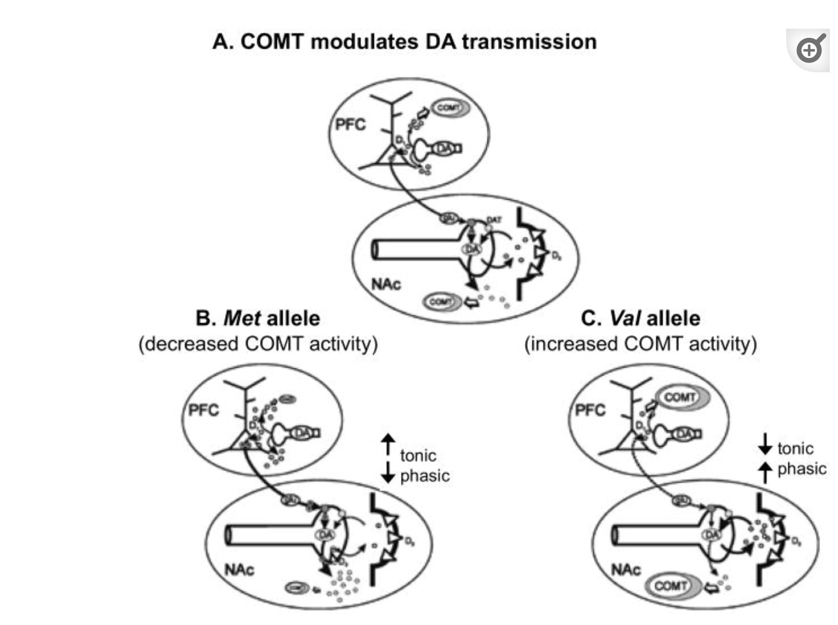 PMC3816524 screenshot showing altered dopamine transmission with COMT variant