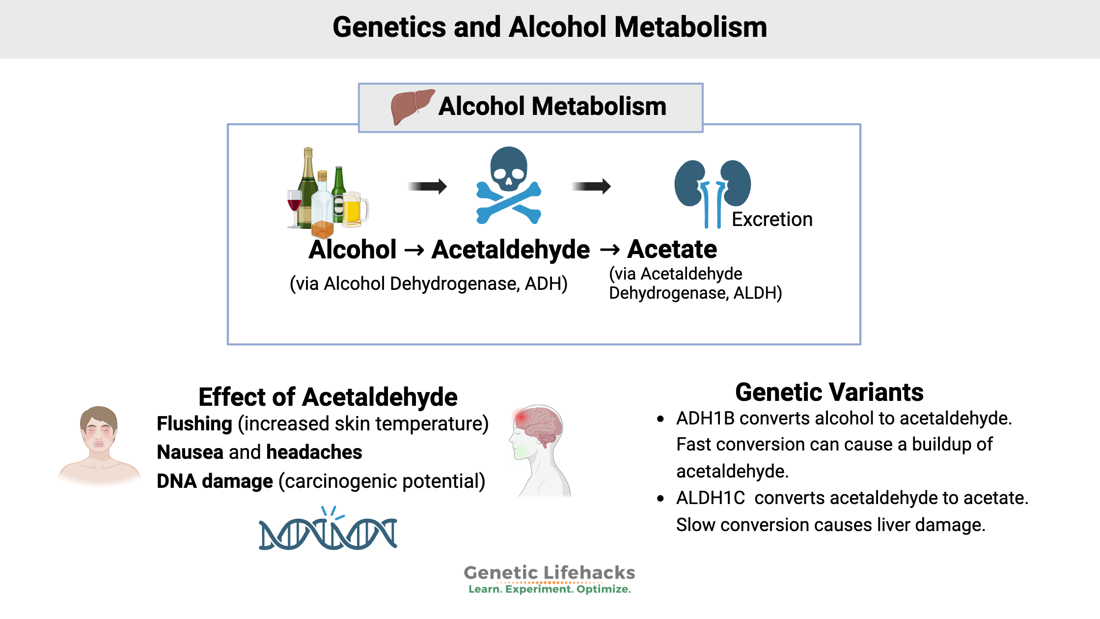 Genetics and Alcohol Metabolism