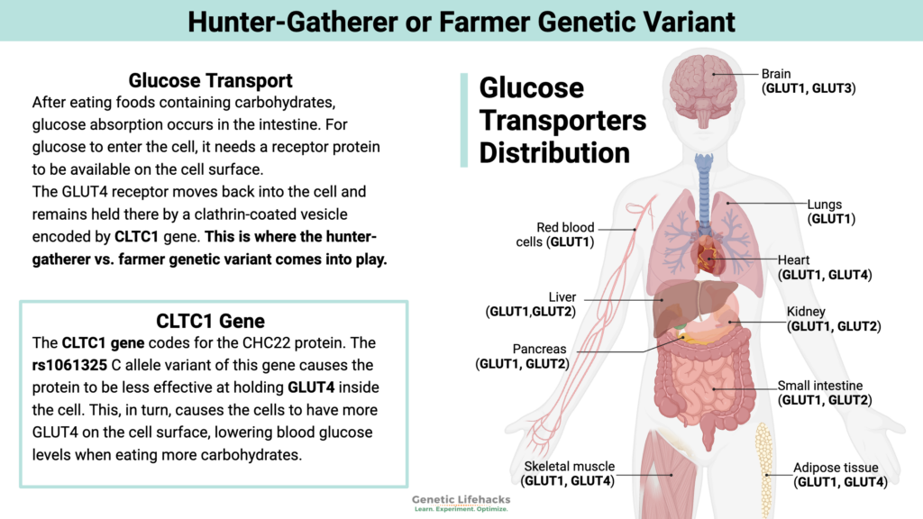 Hunter-Gatherer or the Farmer Genetic Variant, Glucose transport