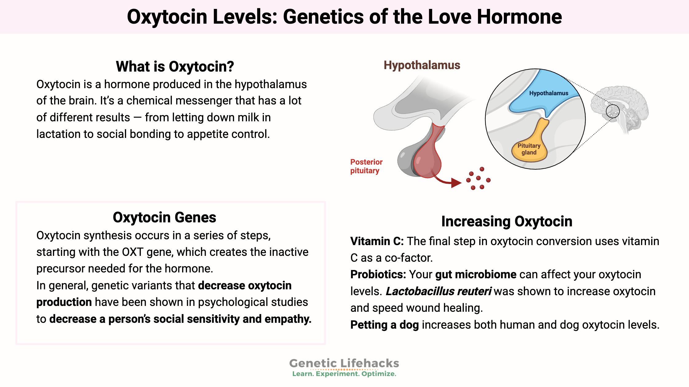 Oxytocin Levels: Genetics of the Love Hormone