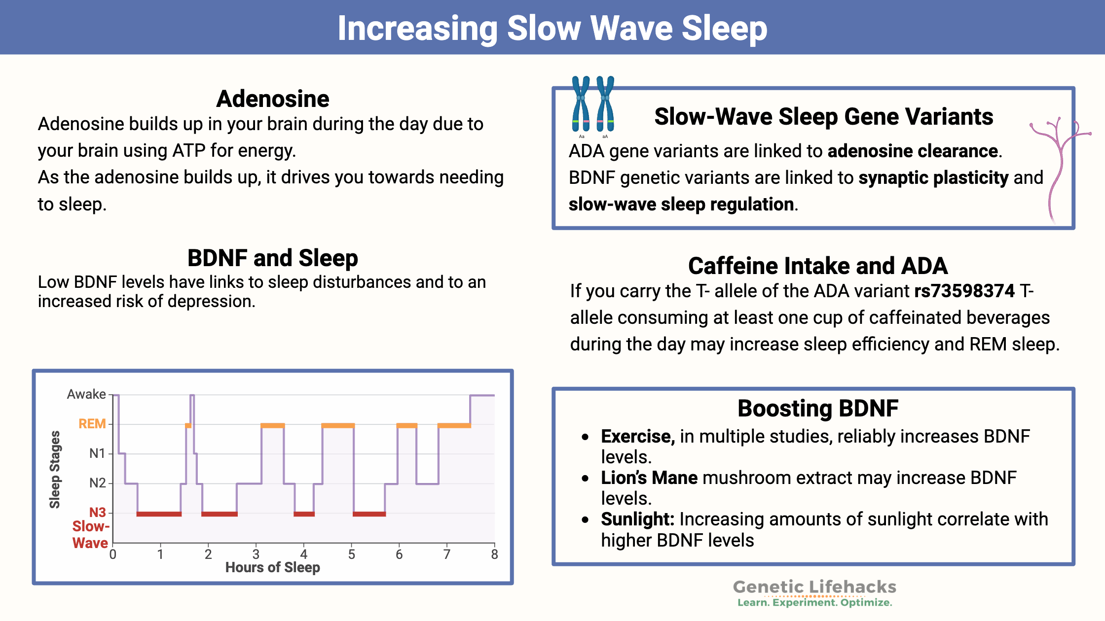 Increasing Slow Wave Sleep - ADA and BDNF variants