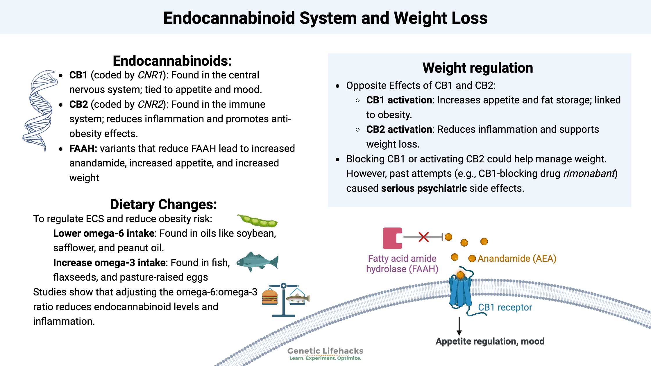 Endocannabinoid System and Weight Loss