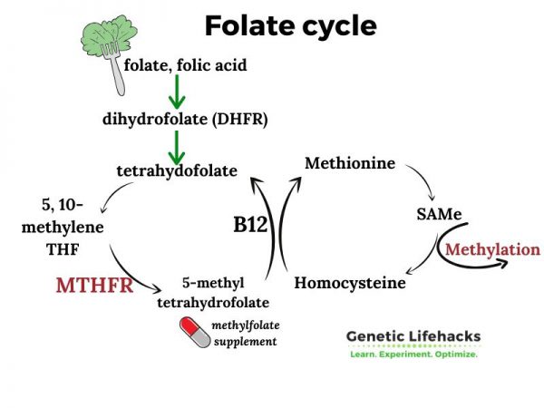 MTHFR Mutation: What is it? How to check your raw data.