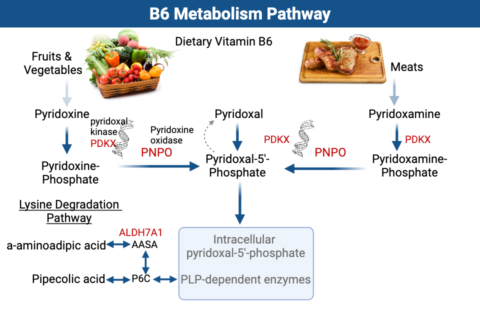 diagram of the conversion of dietary B6 to the active P5P pyridoxal 5 phosphate