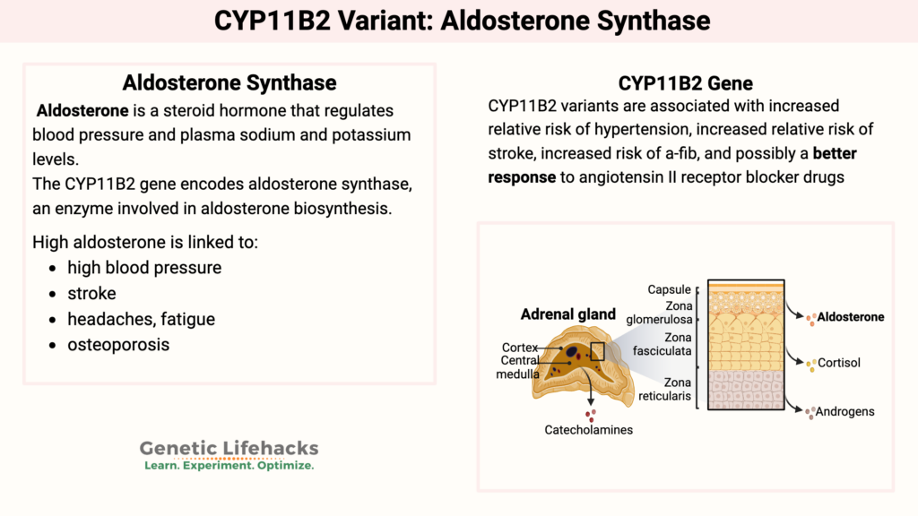 Hypertension Risk Factor: CYP11B2 Variant