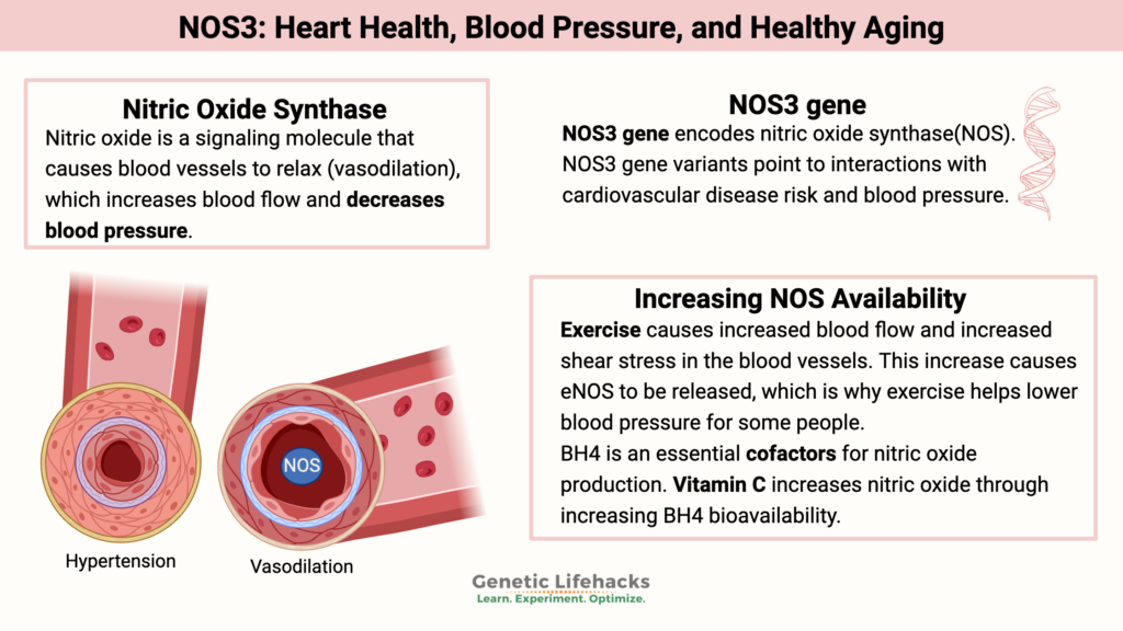 NOS3: Heart Health, Blood Pressure, and Healthy Aging