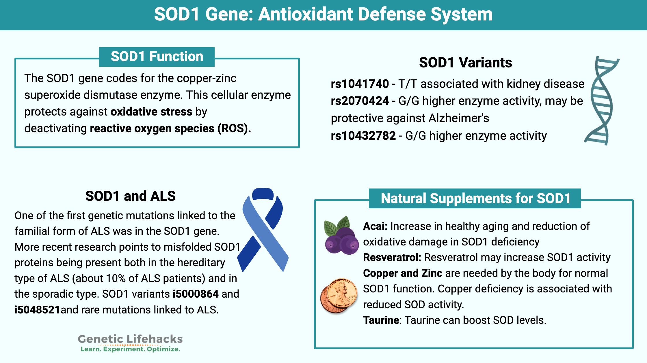 SOD1 gene antioxidant defense system, SOD1 variants, boosting SOD1