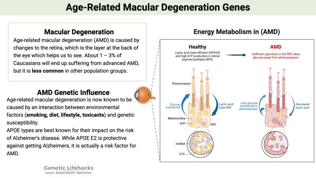 Age-Related Macular Degeneration Genes