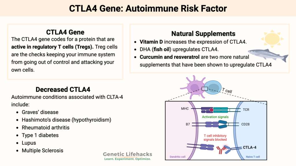 CTLA4 Gene variants: Autoimmune Risk Factor