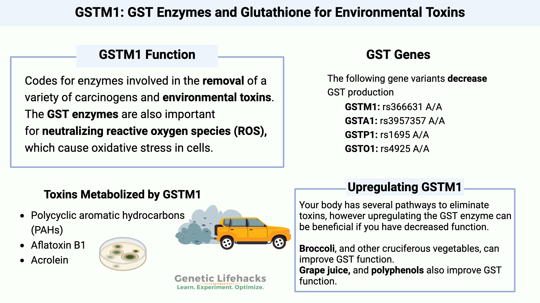 GSTM1: GST enzymes and glutathione for environmental toxins, GST genetic variants, Phase II detoxification