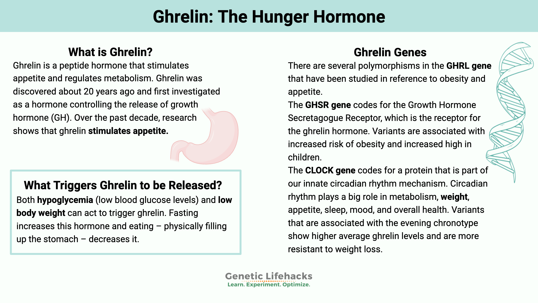 Ghrelin: The Hunger Hormone, genetic variants that impact ghrelin, circadian rhythm impact on ghrelin