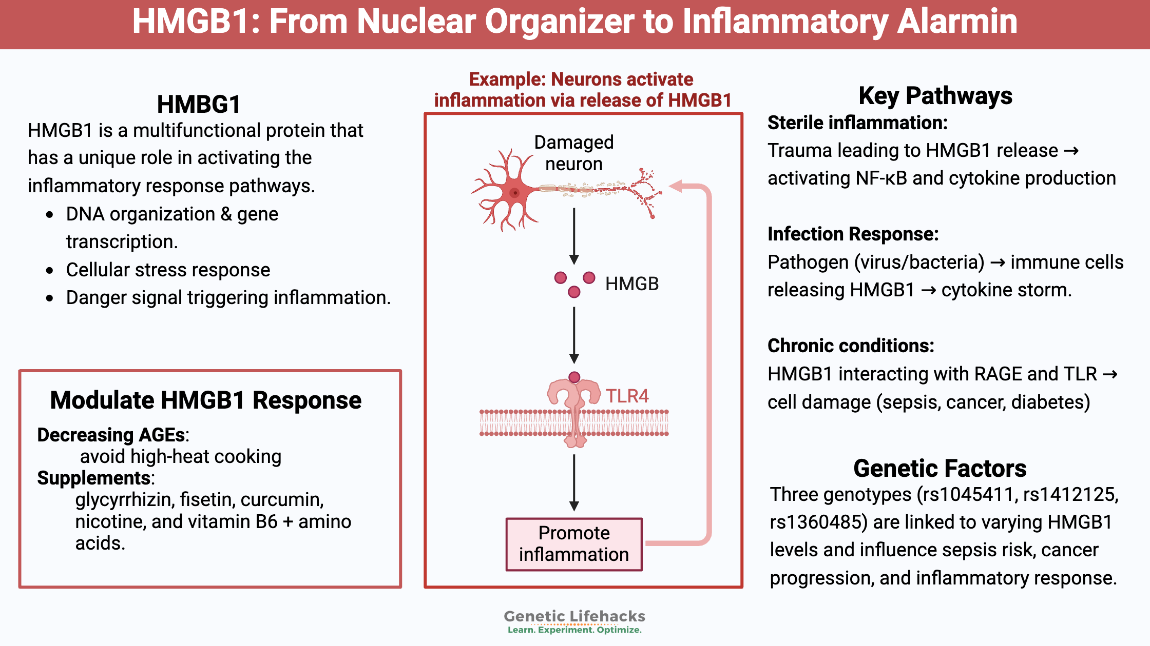 HMGB1: From Nuclear Organizer to Inflammatory Alarmin