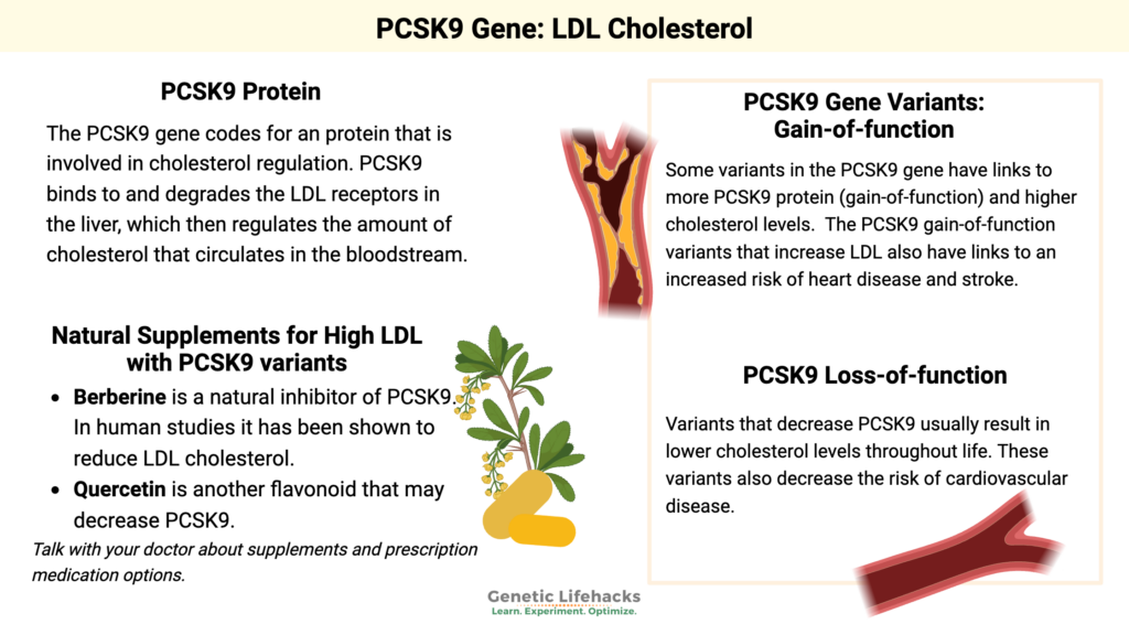 PCSK9 genetic variants can cause either high or low LDL cholesterol.