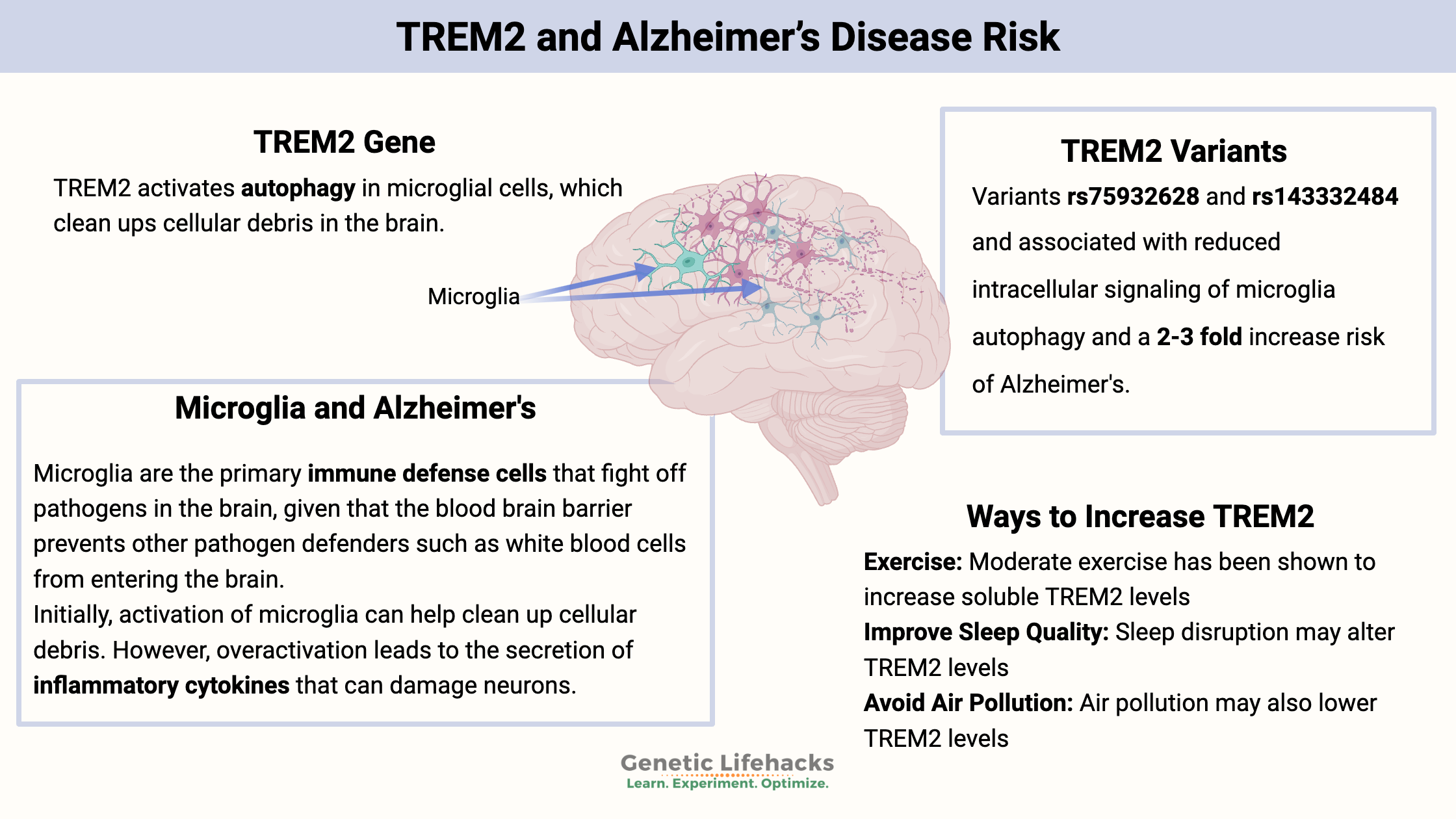 TREM2 Gene and Alzheimer’s Disease Risk, role of TREM2 in microglia autophagy, ways to increase TREM2