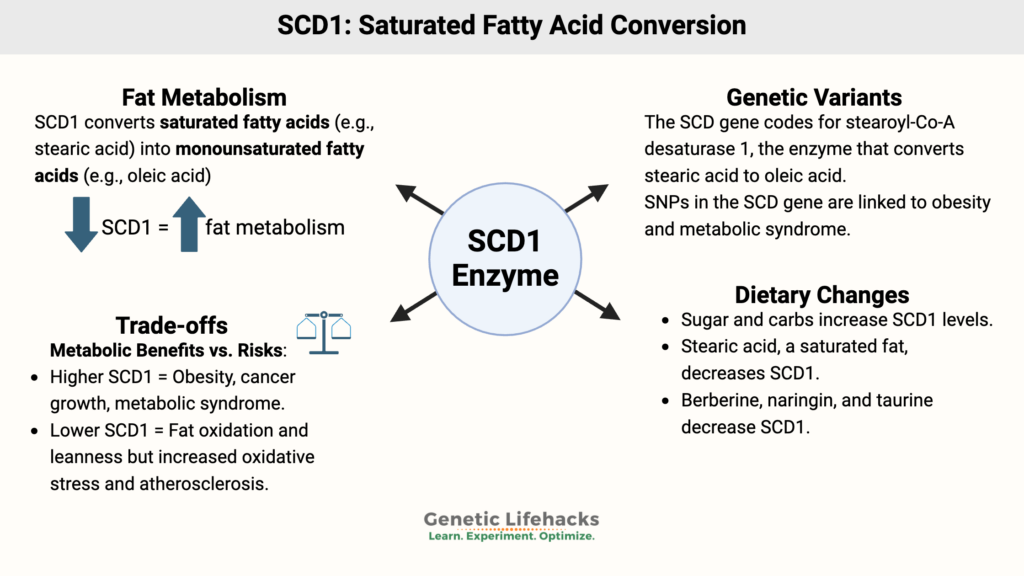 SCD1: Saturated Fatty Acid Conversion