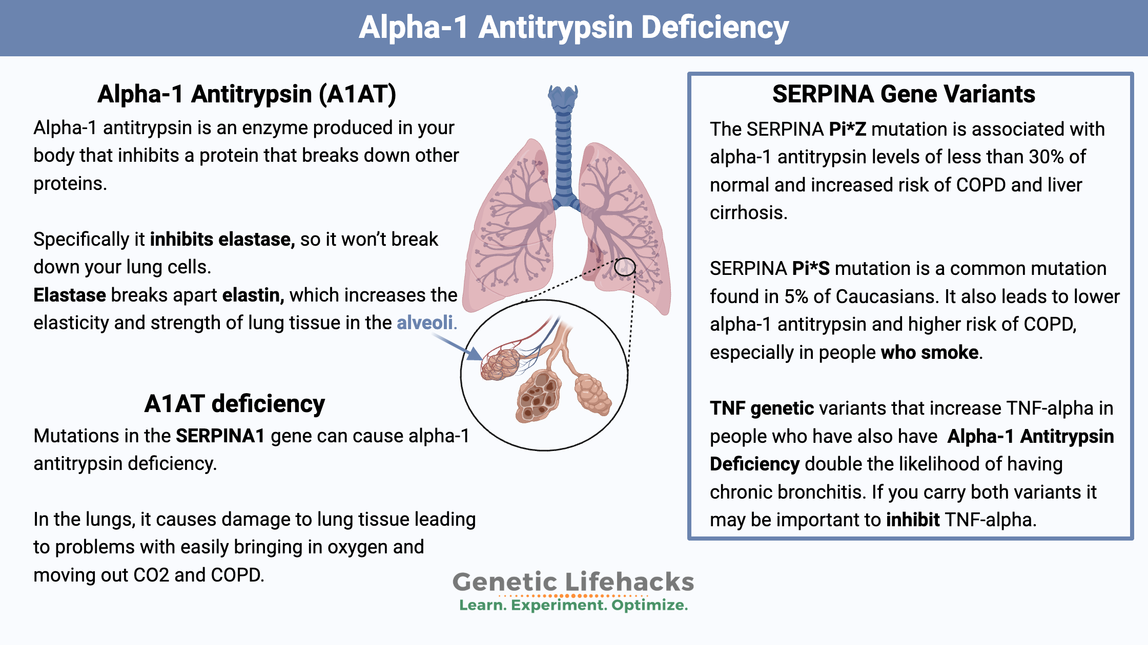 Alpha-1 Antitrypsin Deficiency, SERPINA gene variants that lead to A1AT deficiency