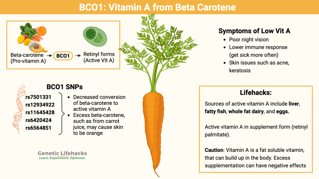 BCO1 Gene: Converting beta carotene to vitamin A - forms of vitamin A, food sources of active vitamin A, BCO1 variants that effect vitamin A conversion.