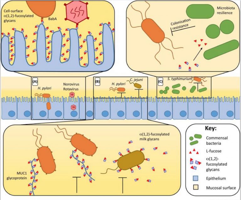 Secretor or Non-secretor? How to check your genes