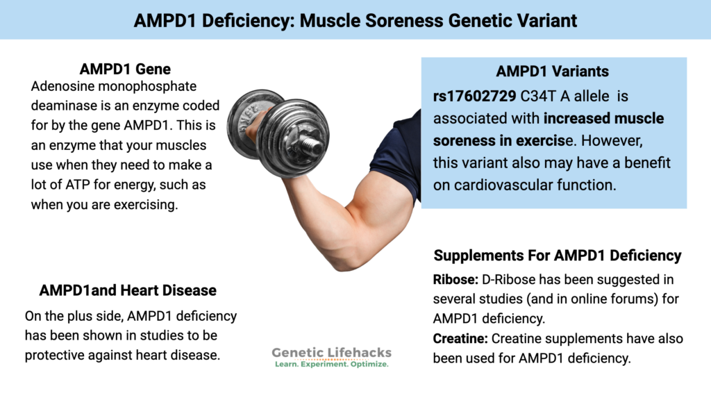 AMPD1: Increased muscle soreness after exercise genetic variant