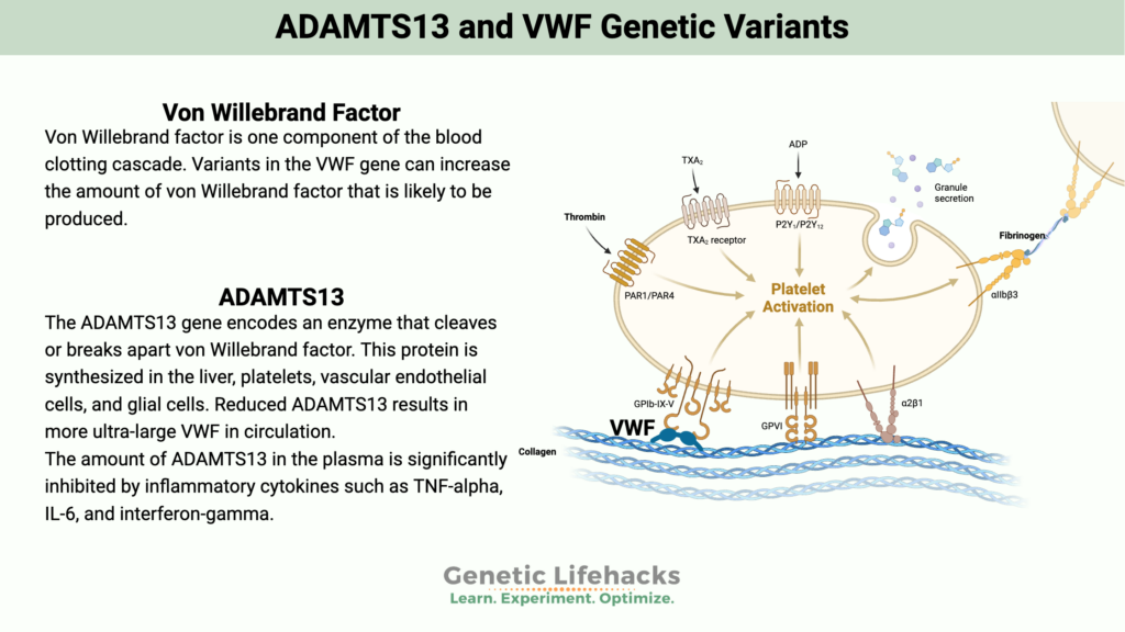 ADAMTS13 and VWF Genetic Variants